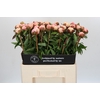 Paeonia Angel Cheeks