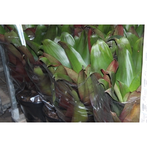 BROMELIA IMPERIAL P27 VERDE/VERMELHO