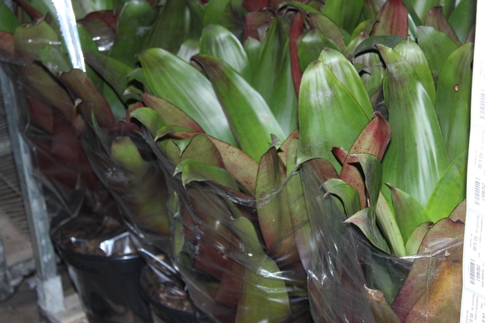 <h4>BROMELIA IMPERIAL P27 VERDE/VERMELHO</h4>