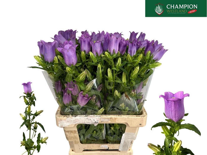 <h4>Camp M Champion Lilac</h4>