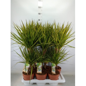 Dracaena marg. 'Sunray'
