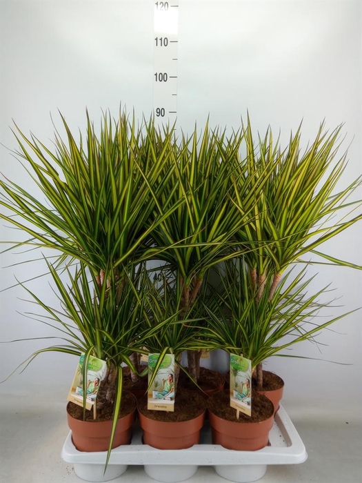 <h4>Dracaena marg. 'Sunray'</h4>