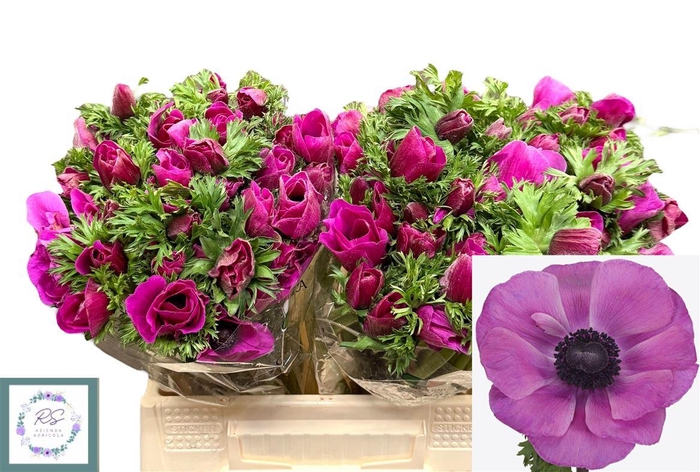 <h4>Anem Co Mis + Fucsia</h4>