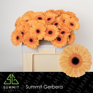 Gerbera Jetset Water