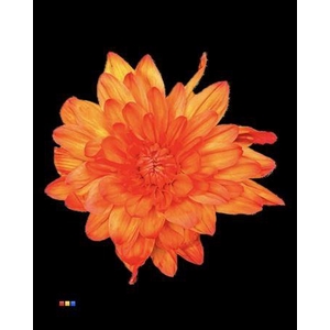 Chr T 2 Kl Baltica Moonshine