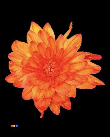 <h4>Chr T 2 Kl Baltica Moonshine</h4>