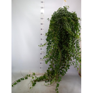 Hedera helix 'Wonder'