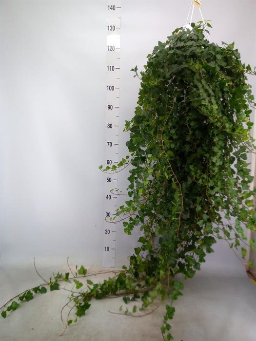 <h4>Hedera helix 'Wonder'</h4>