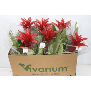 GUZMANIA VERMELHA P14