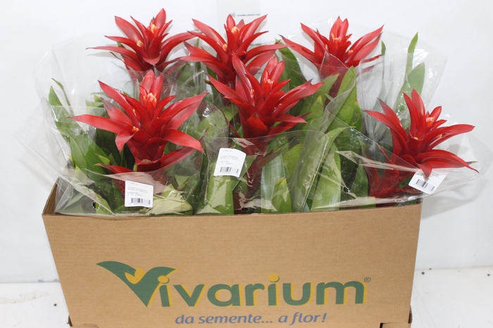 <h4>GUZMANIA VERMELHA P14</h4>
