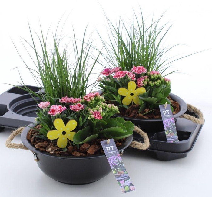 <h4>ARR TUINPLANTEN</h4>