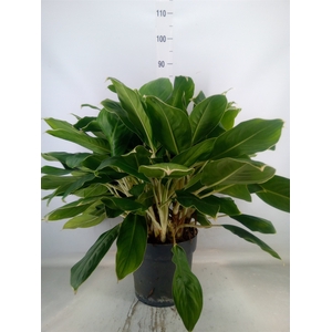 Aglaonema  'Royal Diamond'