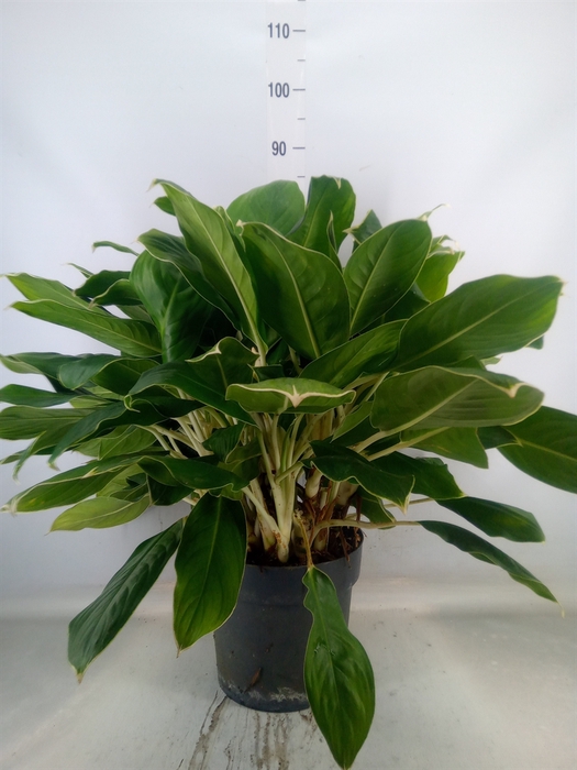<h4>Aglaonema  'Royal Diamond'</h4>