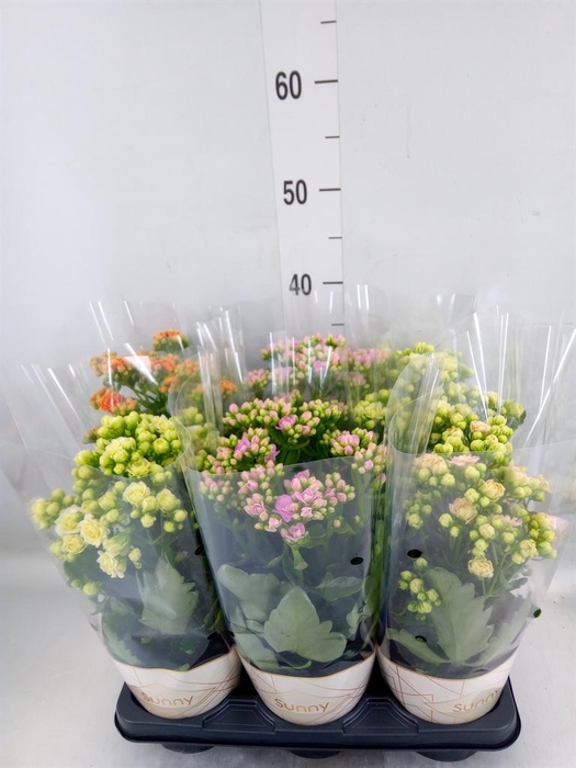 <h4>Kalanchoe   ...</h4>