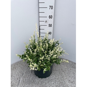 EUONYMUS FO HARLEQUI