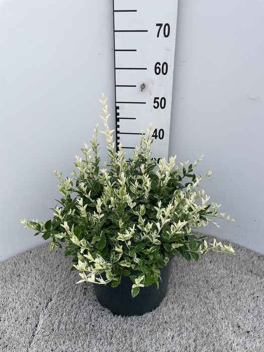<h4>EUONYMUS FO HARLEQUI</h4>