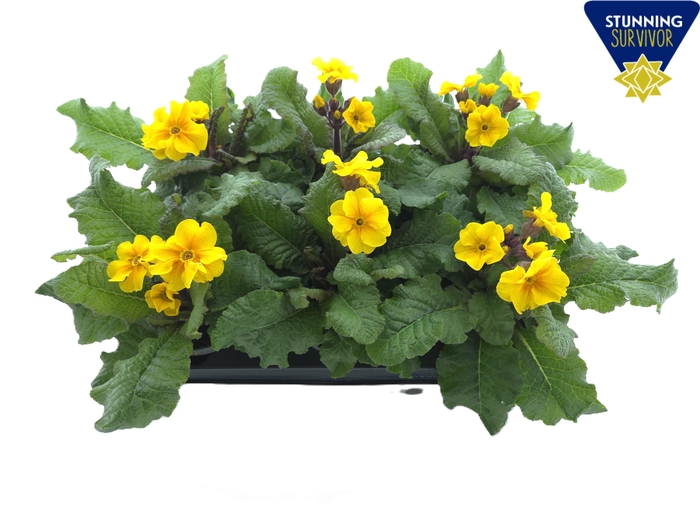 <h4>PRIM EL ST GELB</h4>