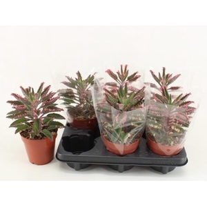 KALANCHOE DAIGREMONT