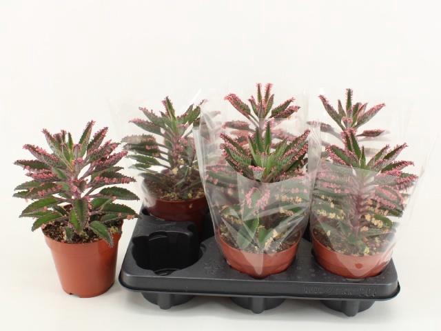 <h4>KALANCHOE DAIGREMONT</h4>