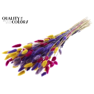 Lagurus Premium per bunch Colourful 11