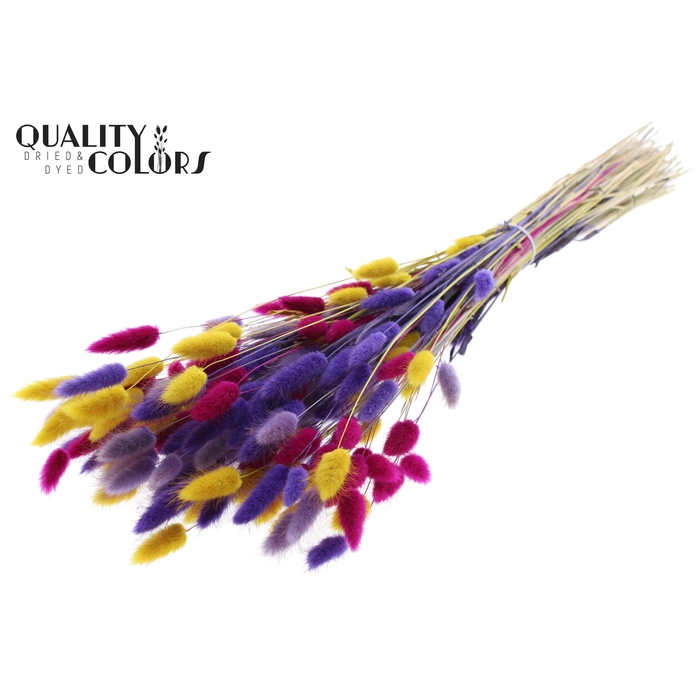 <h4>Lagurus Premium per bunch Colourful 11</h4>