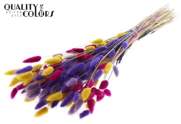 Lagurus Premium per bunch Colourful 11