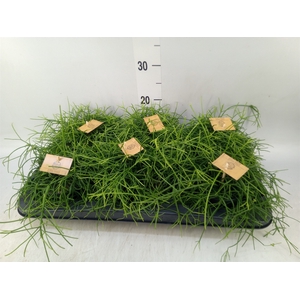 Rhipsalis   ...