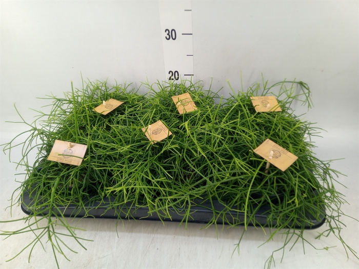 <h4>Rhipsalis   ...</h4>