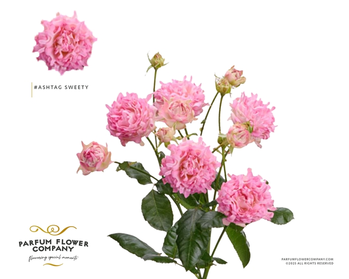 <h4>Rosa Spray #Ashtags Sweety</h4>