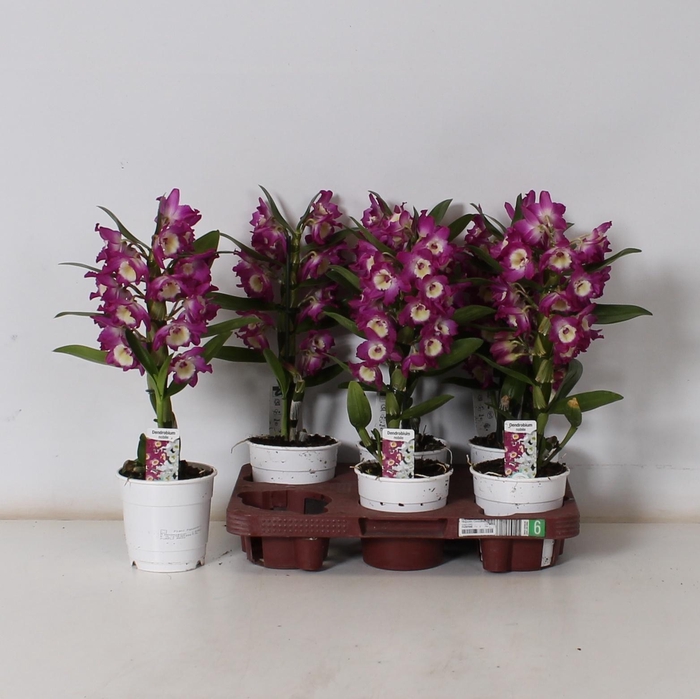 <h4>DEND NOBILE</h4>