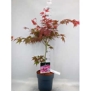 Acer palmatum 'Atropurpureum'