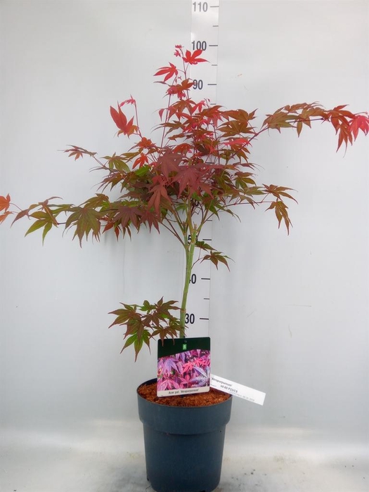 <h4>Acer palmatum 'Atropurpureum'</h4>