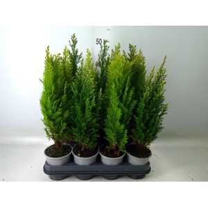 Conifers   ...mix