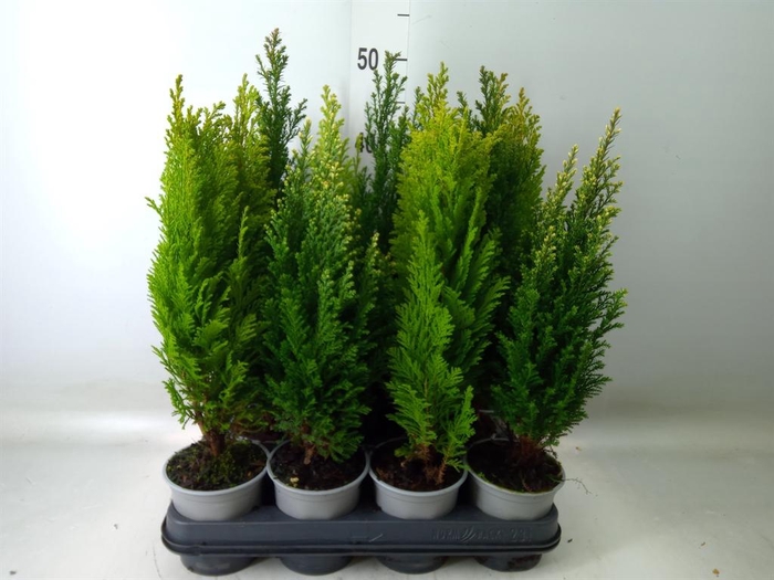 <h4>Conifers   ...mix</h4>