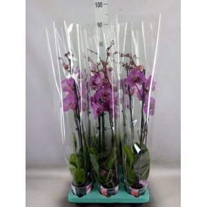 Phalaenopsis   ...