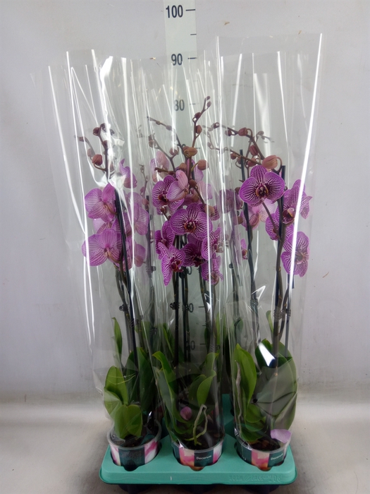 <h4>Phalaenopsis   ...</h4>