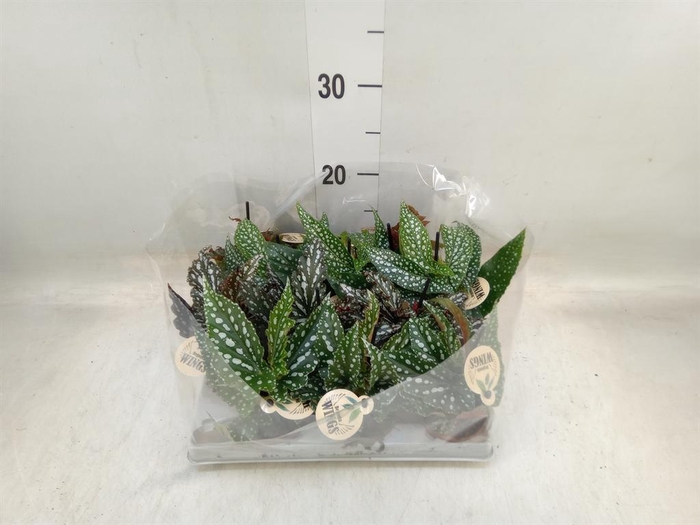 <h4>Begonia BD   ...</h4>