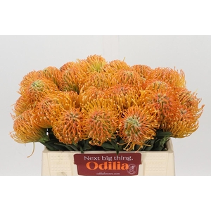 Nutans Ayoba Peach