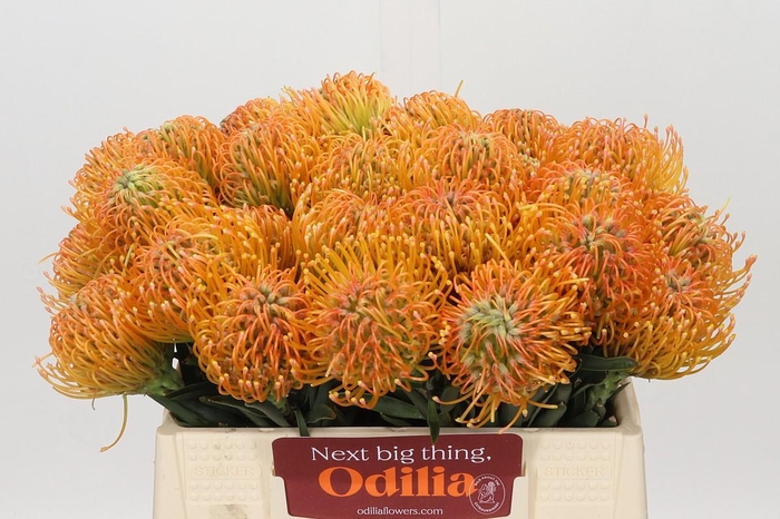 <h4>Nutans Ayoba Peach</h4>