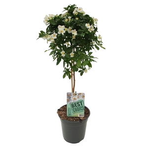 Solanum (Lycianthes) Charles White