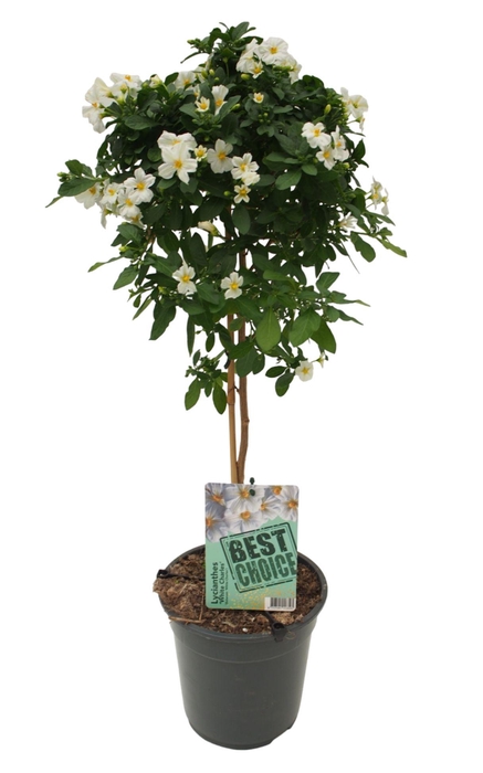 <h4>Solanum (Lycianthes) Charles White</h4>