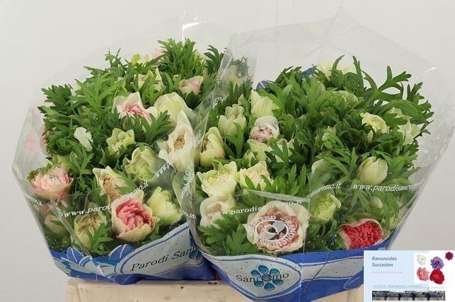 <h4>ANEM GEM BS</h4>