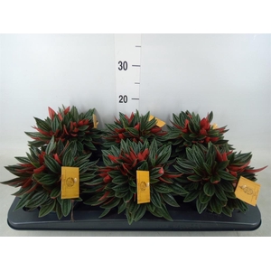 Peperomia caperata 'Rosso'