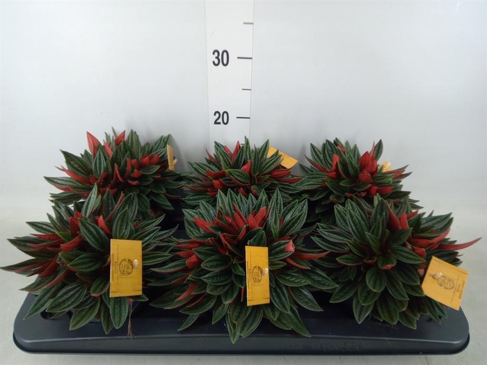 <h4>Peperomia caperata 'Rosso'</h4>