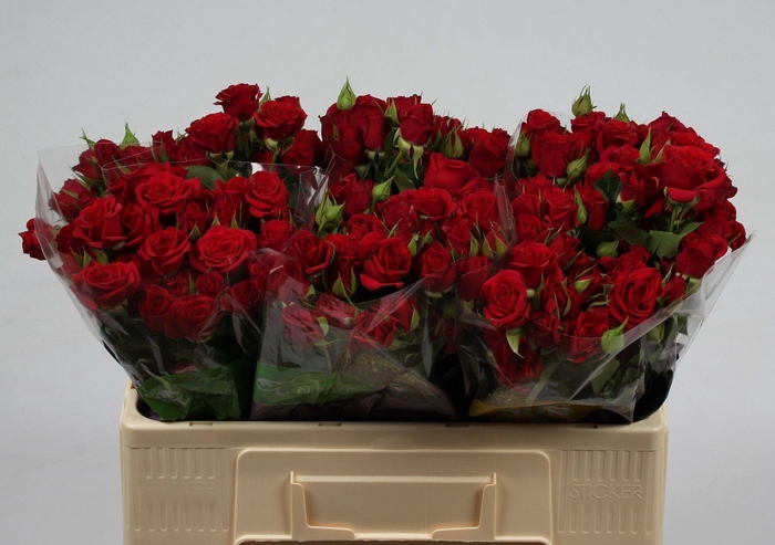 <h4>R TR MIRABEL</h4>