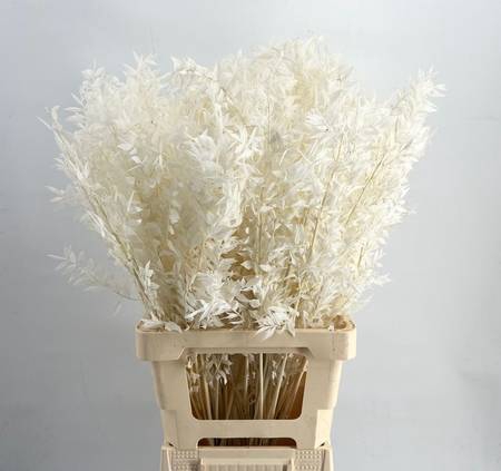 Ruscus Bleached White