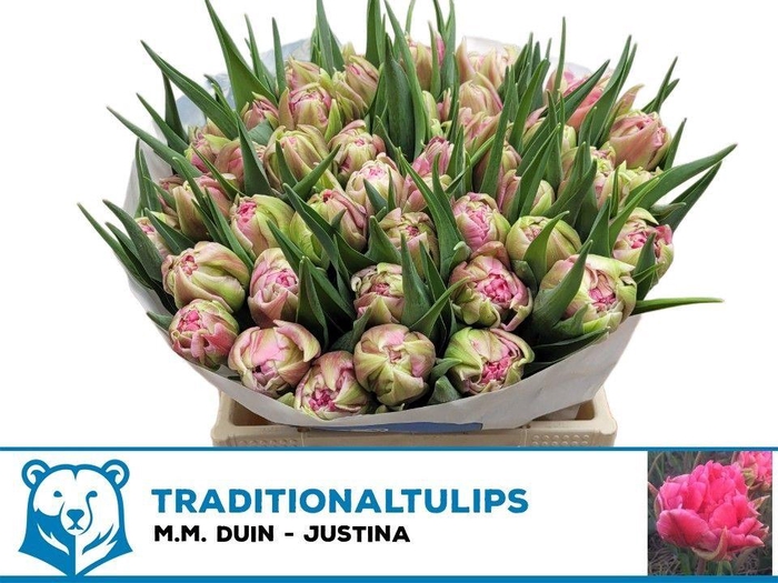 <h4>TU DU JUSTINA</h4>