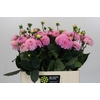 Dahlia Wizard of Oz