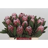 Protea Pink Ice