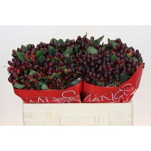 Hypericum Rocky Romance